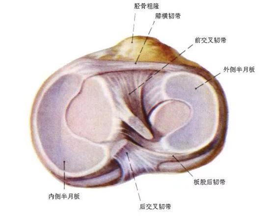 在半月板损伤后因为疼痛或其他原因可能导致膝关节角度出现受限,表现