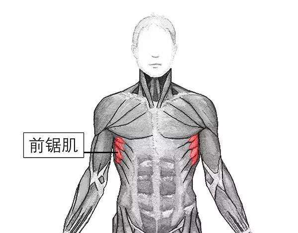 很多体型瘦弱的男性或女性发生的主要因素就是,前锯肌无力造成的
