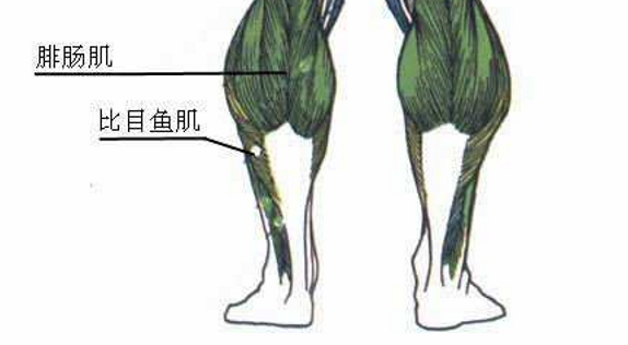 皇家比目鱼-袭扰皇马的比目鱼肌伤势是怎么回事