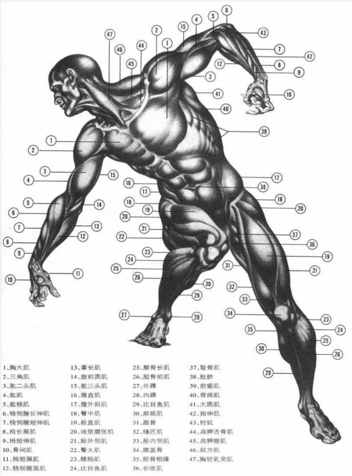 和血管,心肌构成心壁,两者的动作都不随人的意志变化,称为不随意肌