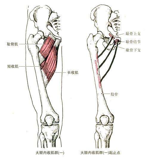 止于股骨小转子以下的耻骨线;大收肌起于坐骨结节,坐骨