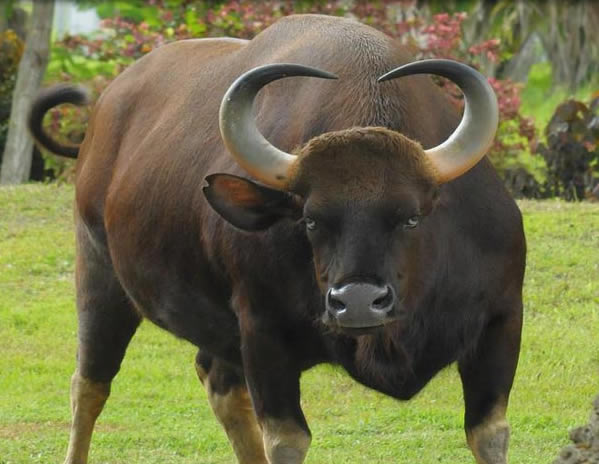 林牛灵犬雨露巨树东北人的四色菊队训练花背心承包了自然界