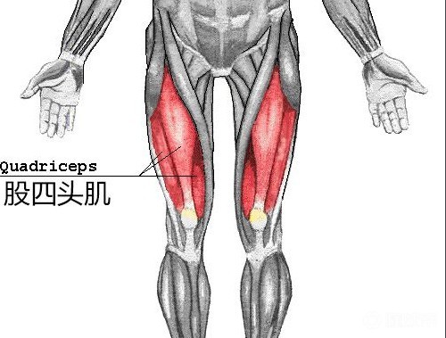 官方莫德里奇右腿股四头肌瘀伤复出日期待定