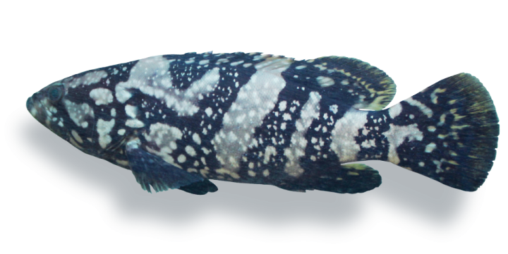 云龙石斑鱼是云纹石斑鱼(♀)与鞍带石斑鱼(又称龙胆石斑鱼)(♂)杂交的