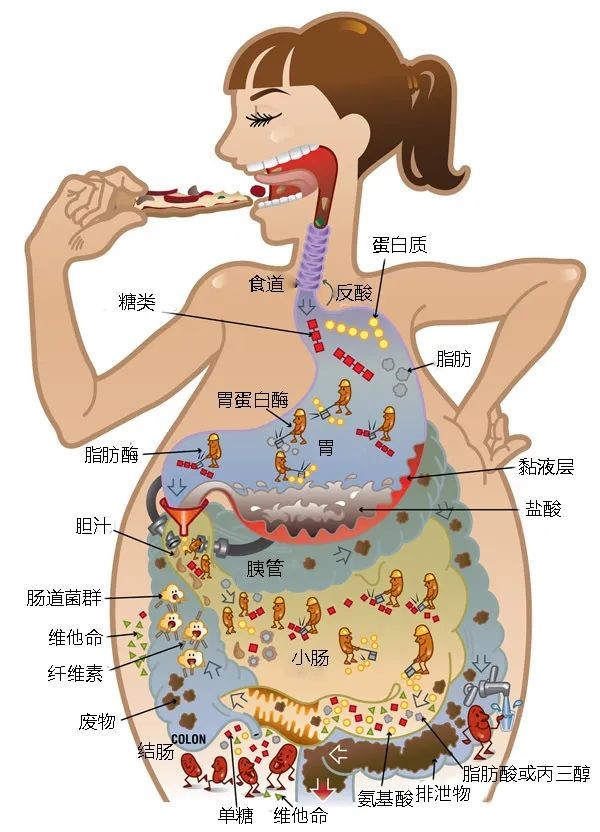 大便在哪里储存图解图片