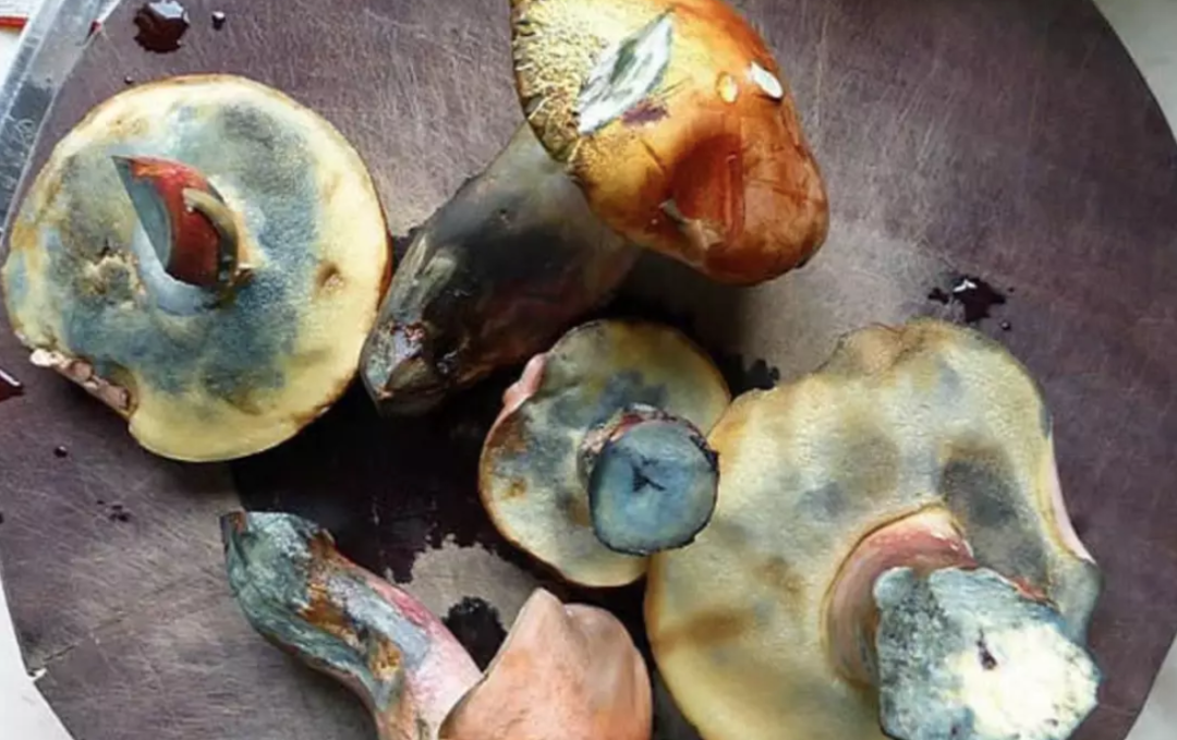 切开后,用手触碰切面,它就会马上变成深青色.所以得名"见手青".