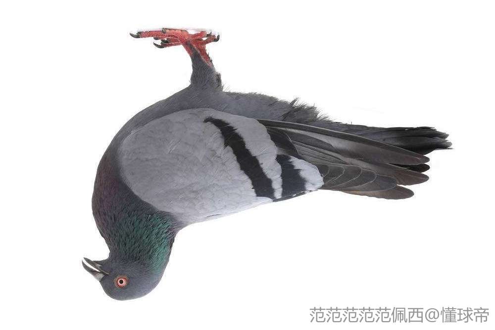 泥帕尔人口_芭芭拉帕尔文(2)