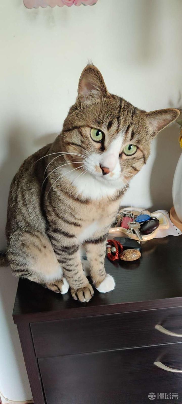 一只威风凛凛的小脑斧