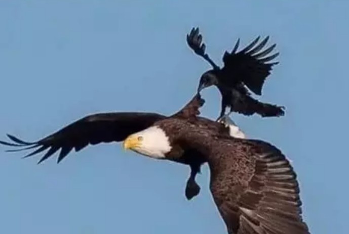 霍华德转发格言:只有一种鸟能够骑在老鹰头上,那就是乌鸦