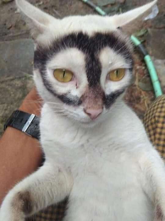 罗宾汉猫[狗头][狗头][狗头]