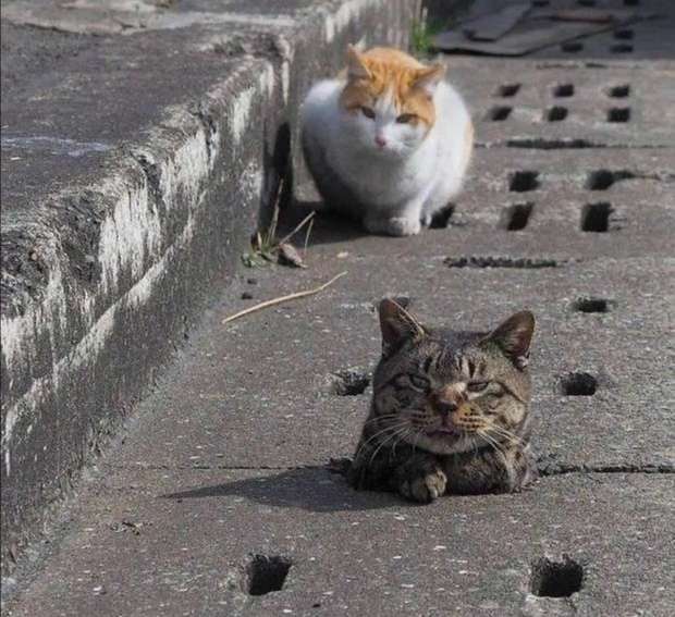 社会性死亡时刻[流泪狗头]要不是头大,就掉下去了