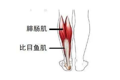 巴萨官方皮克左腿比目鱼肌拉伤何时回归取决于恢复情况