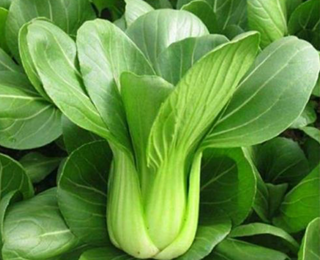 蚝油花菇扒菜胆—鲜嫩入味,满满的幸福感