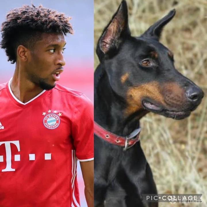 如果拜仁球员是狗2